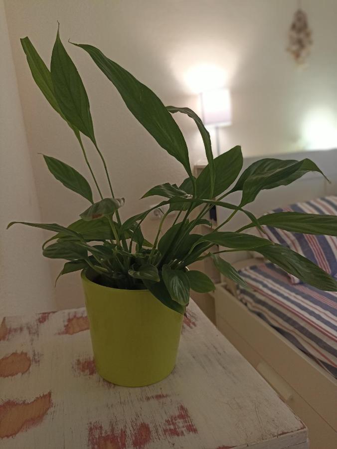 Confortable Habitacion Centrica En Piso Privado Daire Málaga Dış mekan fotoğraf