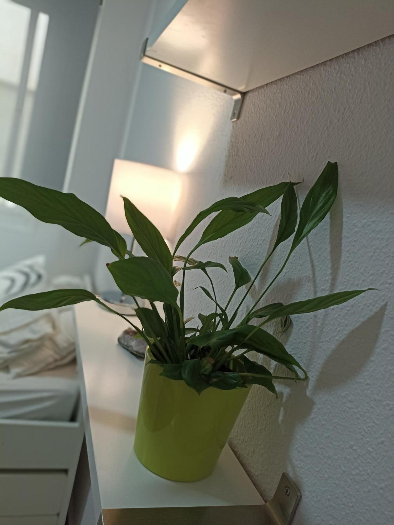 Confortable Habitacion Centrica En Piso Privado Daire Málaga Dış mekan fotoğraf
